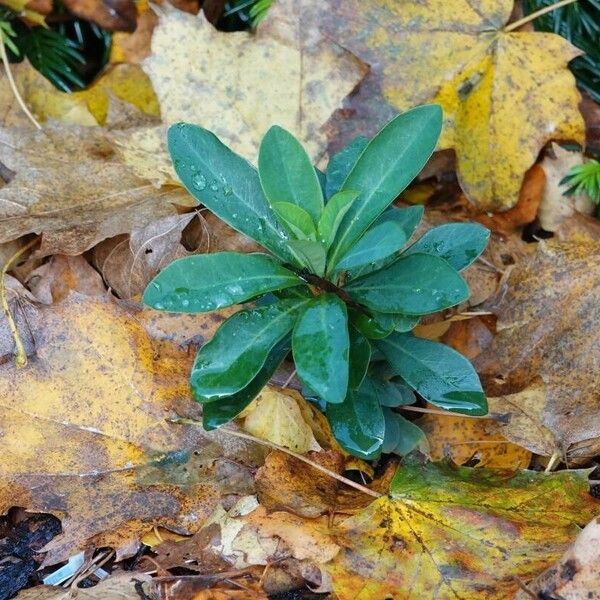 Euphorbia amygdaloides Лист