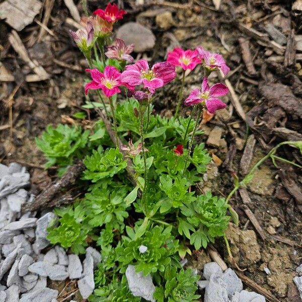 Saxifraga rosacea Hábito