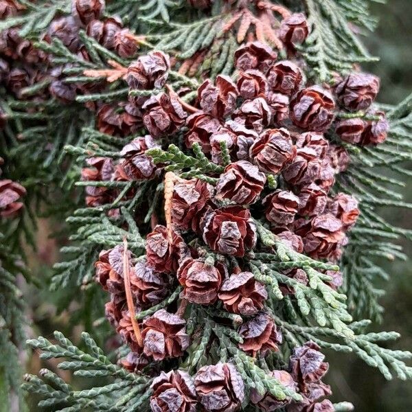 Chamaecyparis lawsoniana ফল