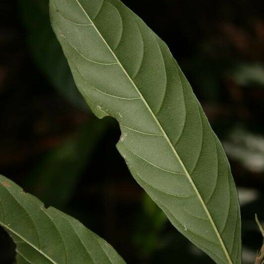 Ryania speciosa Leaf