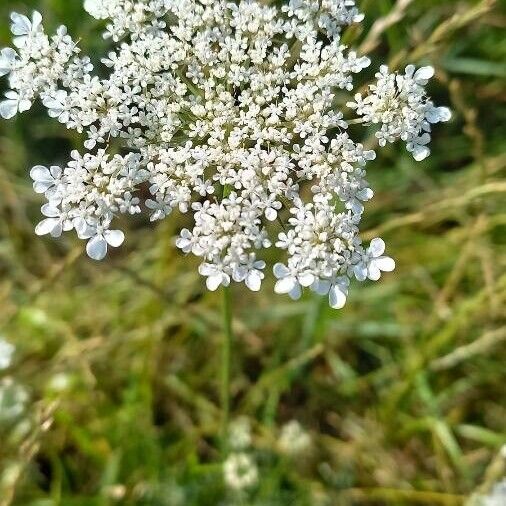 Daucus muricatus Flower