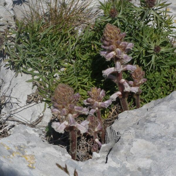 Centaurea corymbosa Habit