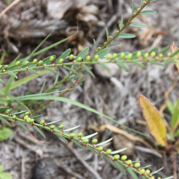 Phyllanthus virgatus Habitus