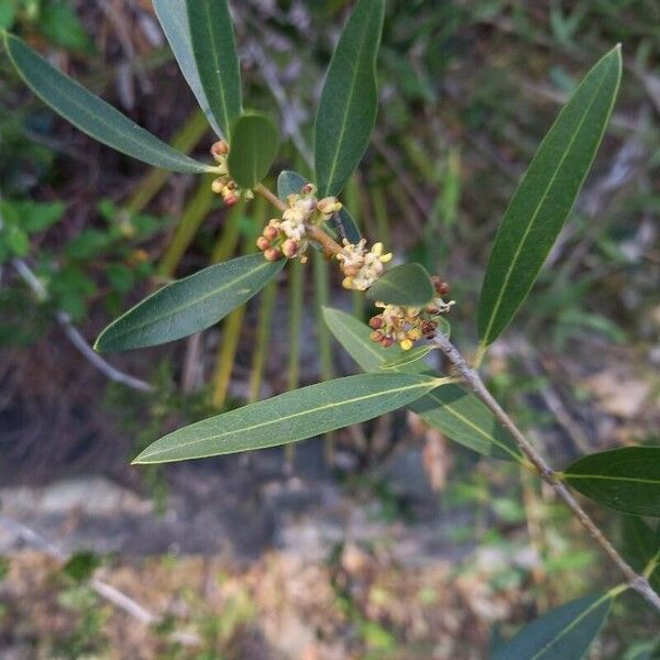 Phillyrea angustifolia Leaf