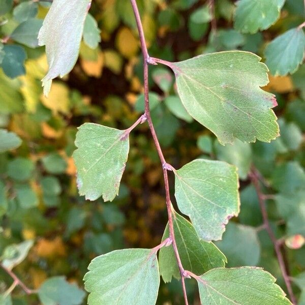 Spiraea trilobata 葉