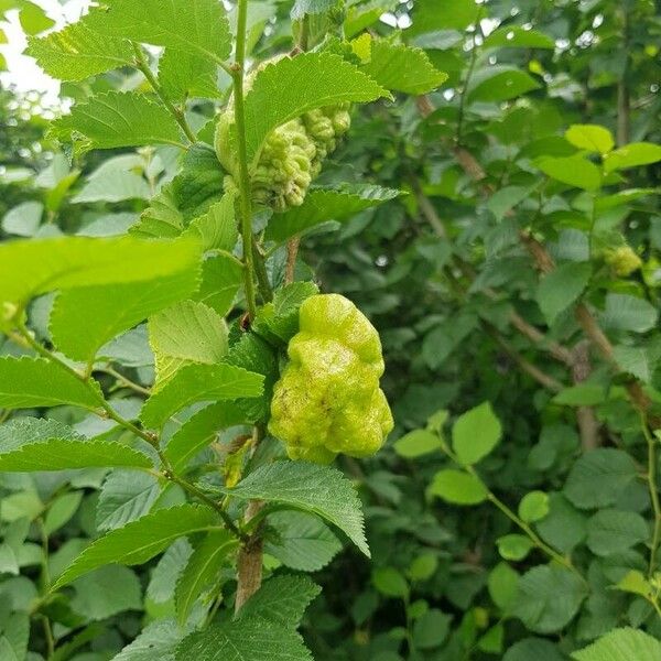 Ulmus glabra Fruit