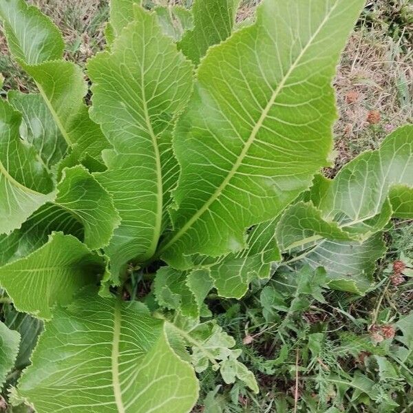 Armoracia rusticana Feuille