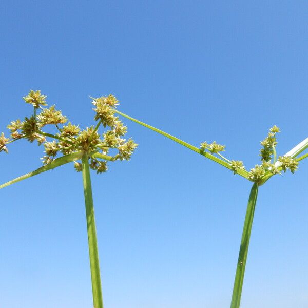 Cyperus difformis Blomst