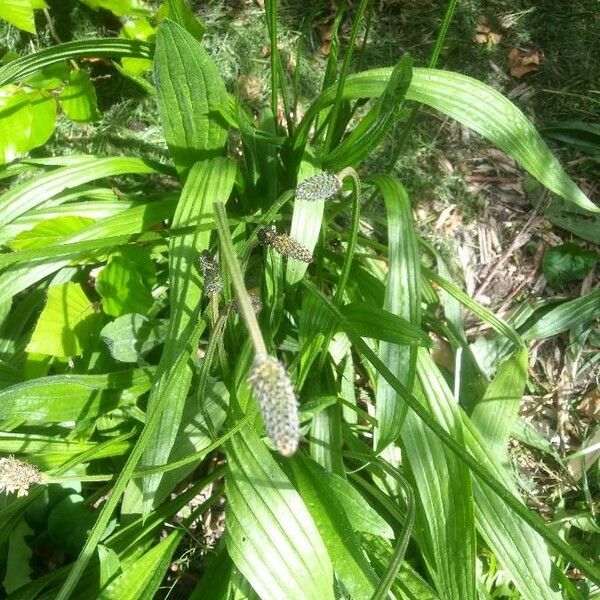 Plantago lanceolata Blatt