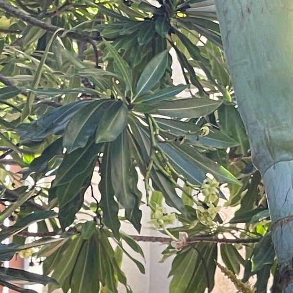 Cerbera manghas برگ