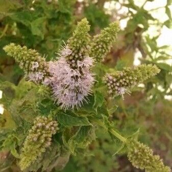 Mentha longifolia Flower