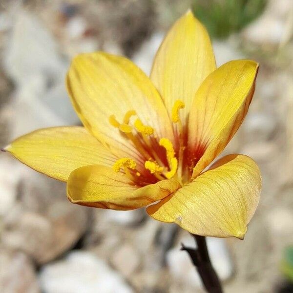 Zephyranthes tubispatha Flor