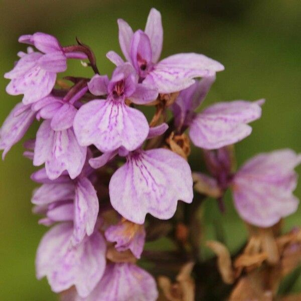 Dactylorhiza foliosa Bloem