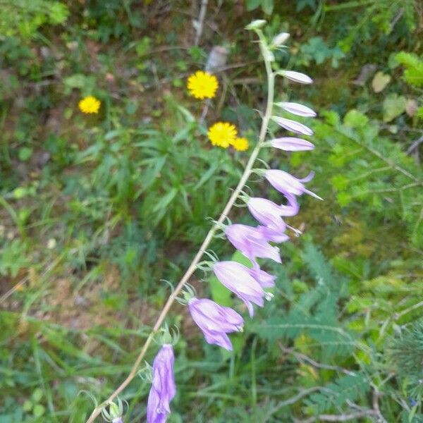 Campanula rapunculoides Blüte