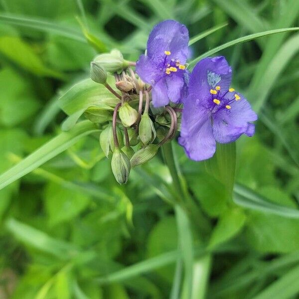 Tradescantia ohiensis Flor