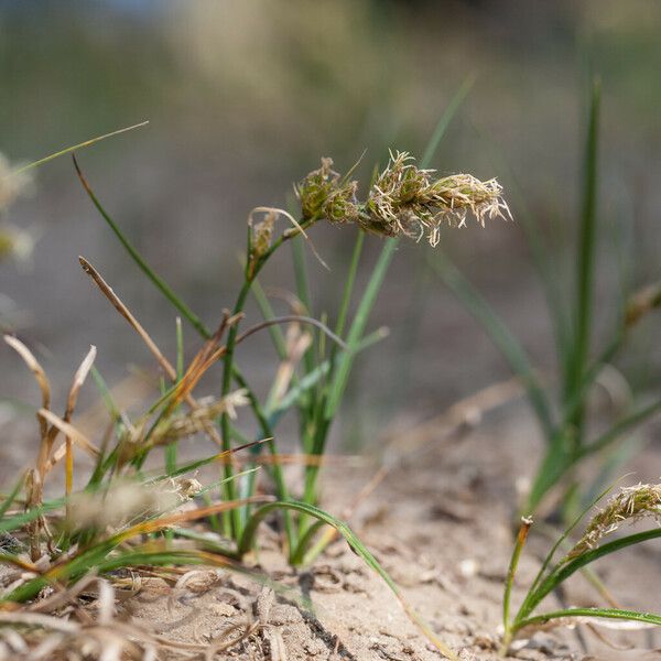Carex arenaria Цвят