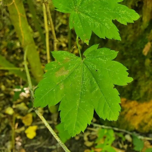 Acer circinatum ഇല