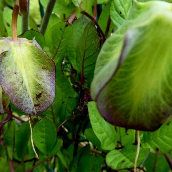 Cobaea scandens Lapas