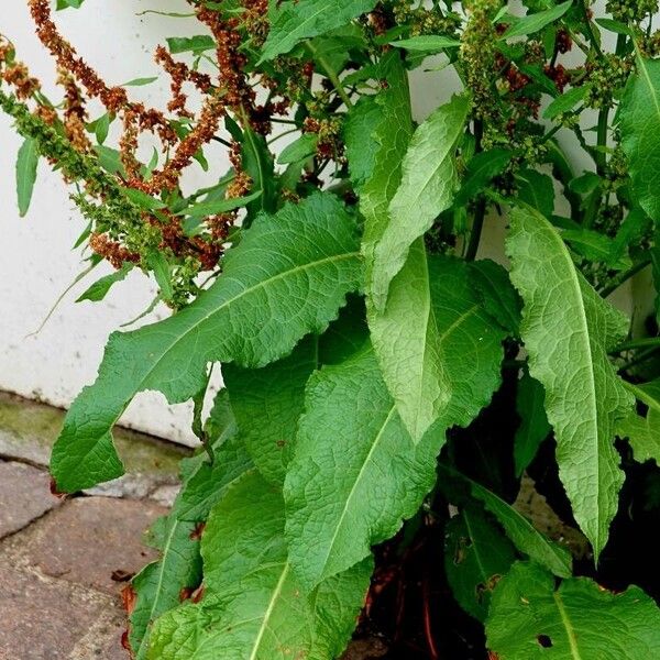 Rumex obtusifolius Foglia