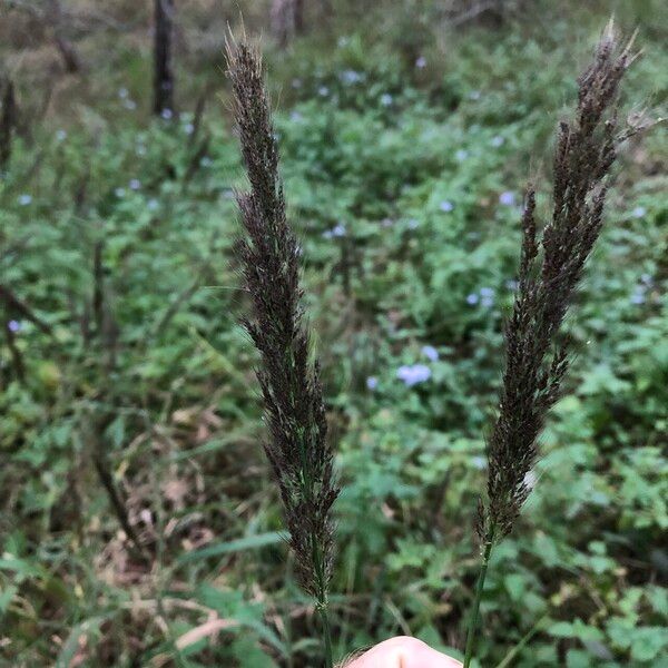 Melinis minutiflora Flower