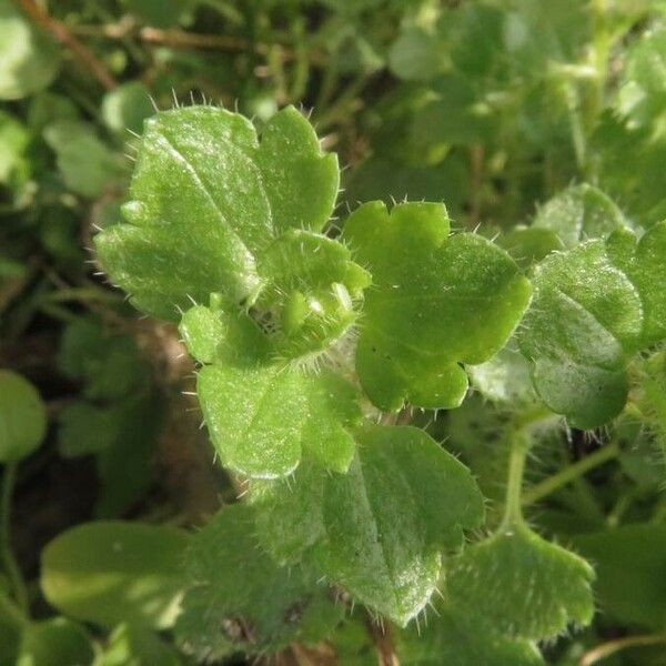 Veronica hederifolia Blatt