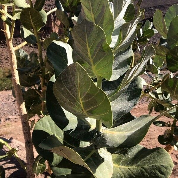 Calotropis procera Leaf