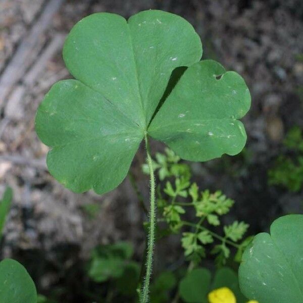 Oxalis grandis Leaf