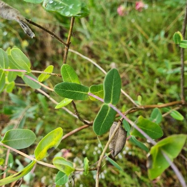 Lonicera implexa Лист