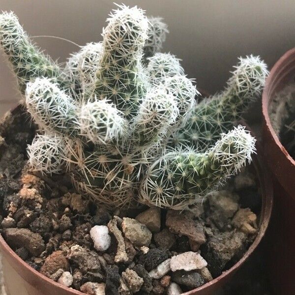 Mammillaria gracilis Levél