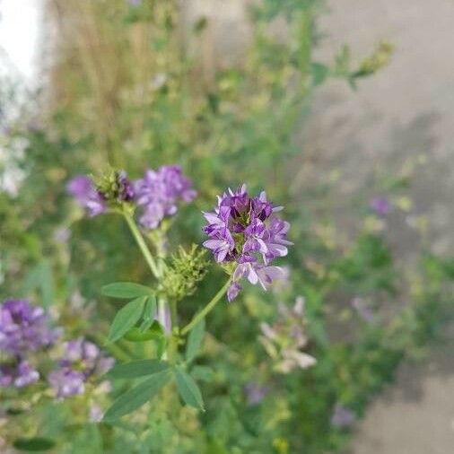 Medicago sativa Flower