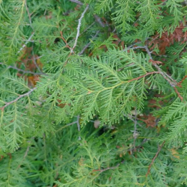 Thuja occidentalis ഇല