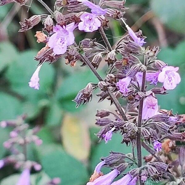 Clinopodium nepeta Flor