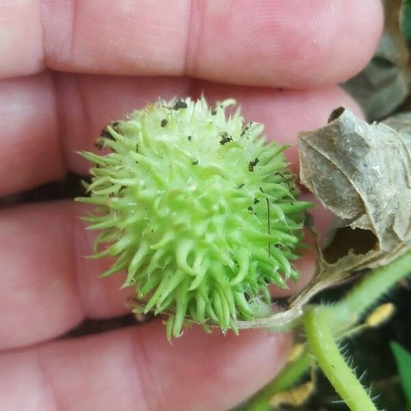 Cucumis anguria Fruit