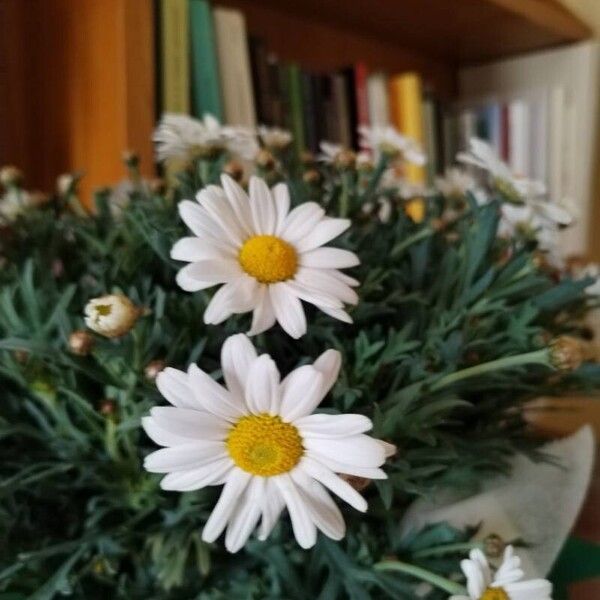 Argyranthemum frutescens Flower