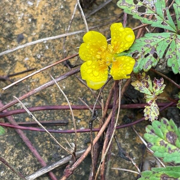 Potentilla reptans Flor