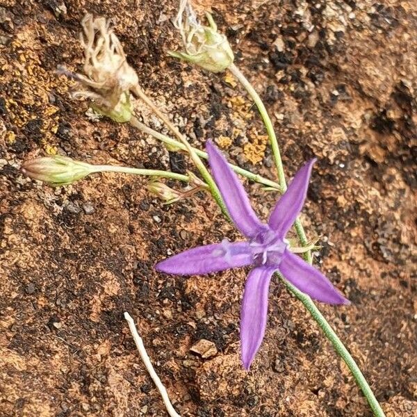 Wahlenbergia abyssinica Flower