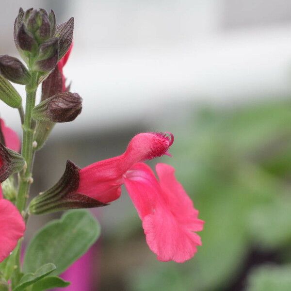 Salvia × jamensis Flors