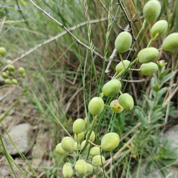 Alyssoides utriculata Fruit