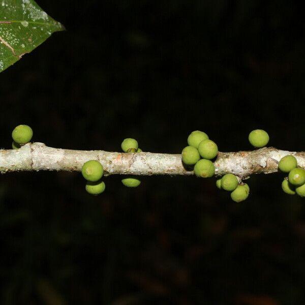 Ficus citrifolia Фрукт