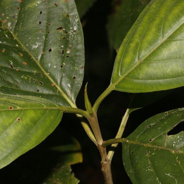 Amaioua pedicellata Лист