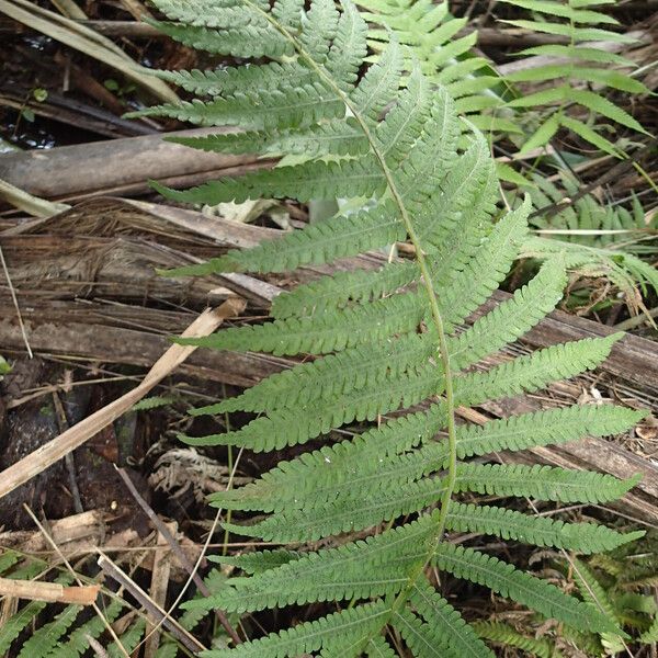 Thelypteris hispidula List