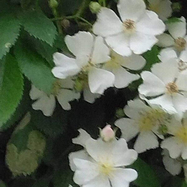 Rosa multiflora Flower