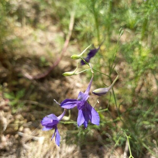 Delphinium consolida Flor