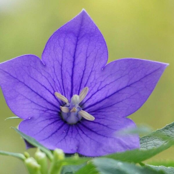 Platycodon grandiflorus Flower