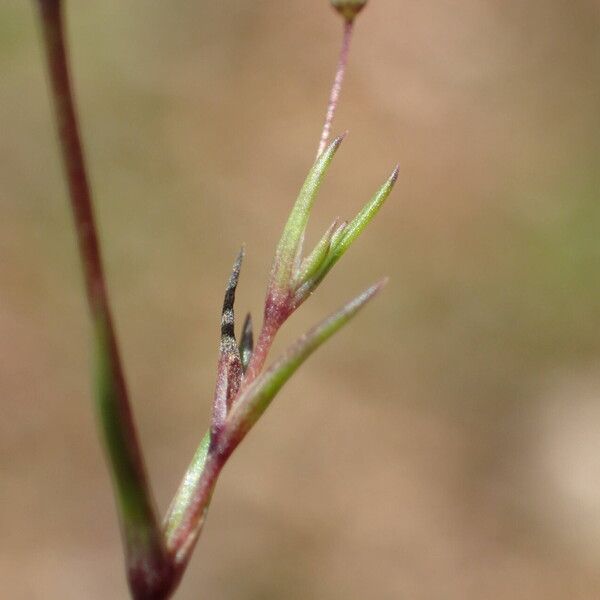 Sabulina tenuifolia Leaf