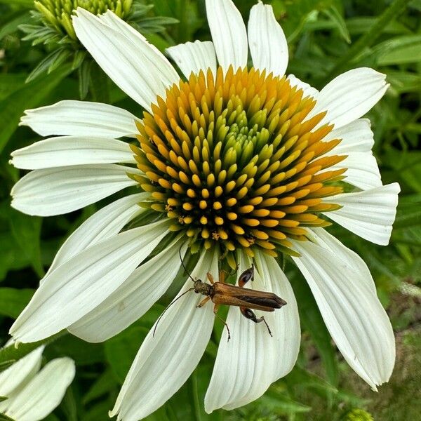 Echinacea pallida Žiedas