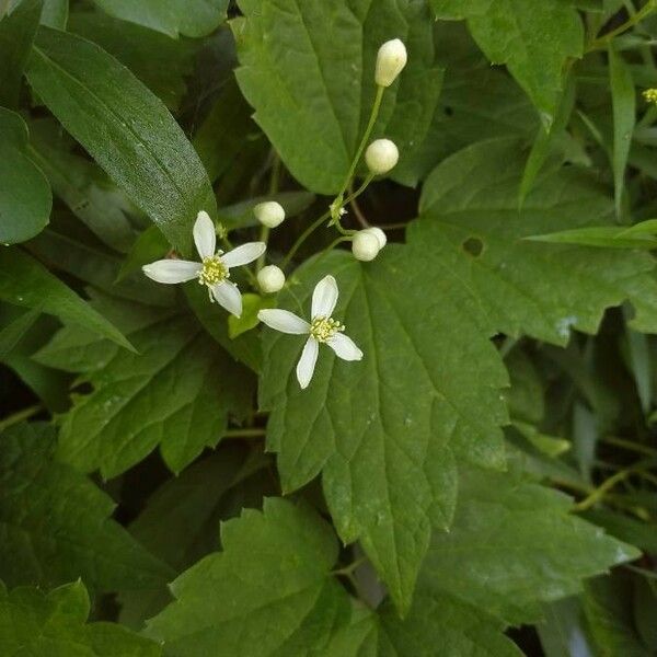 Clematis virginiana Õis