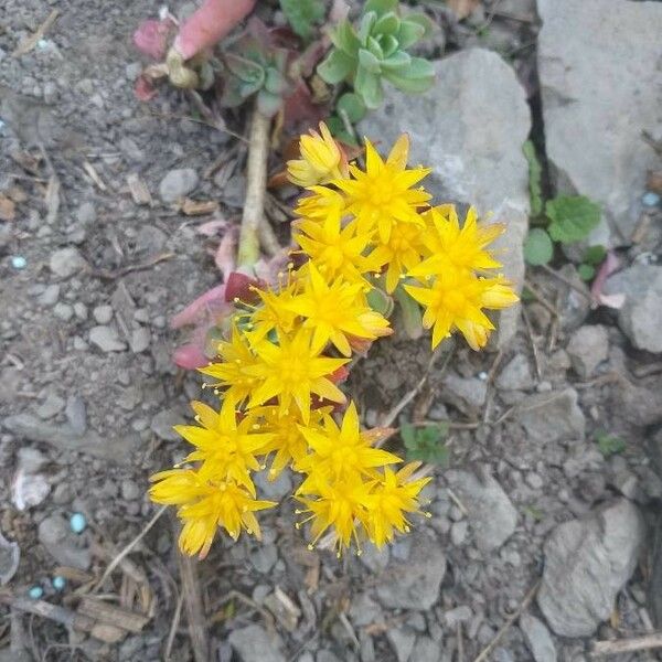 Sedum palmeri Blodyn