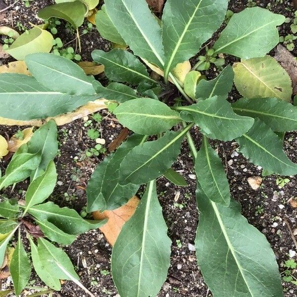 Isatis tinctoria Leaf