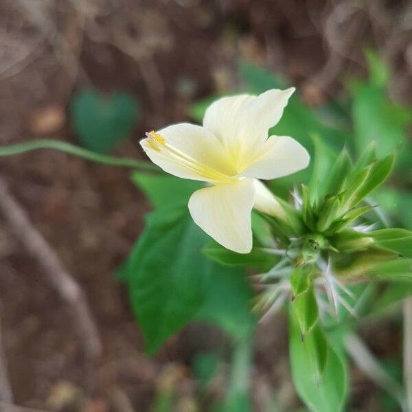 Barleria prionitis Çiçek